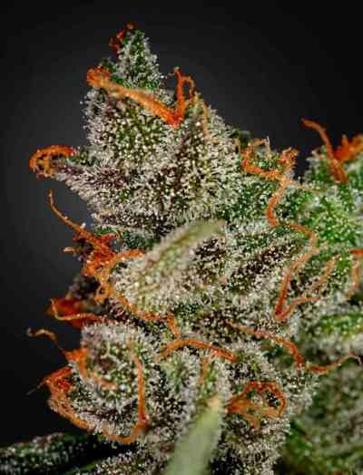 King\'s Kush > Green House Seed Company | Graines Féminisées  |  Indica